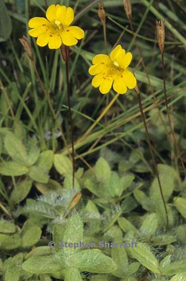 erythranthe montioides 5 graphic